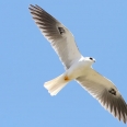 white-tailed kite compton creek habitat watershed Heal the Bay education 